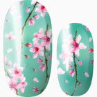 Cherry Blossom Season